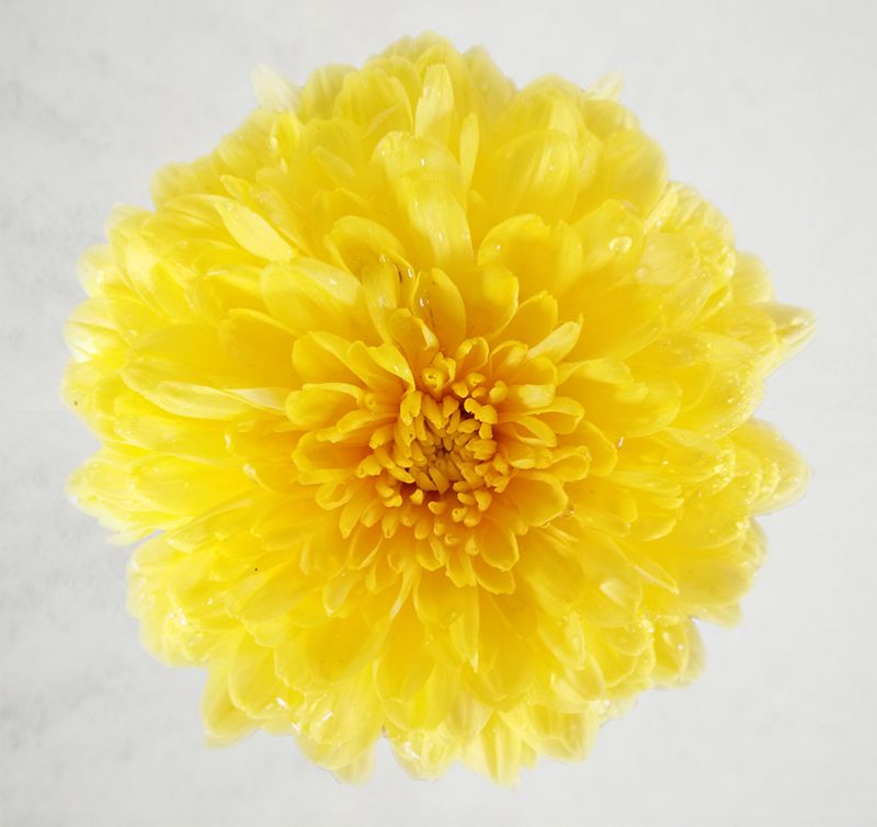 云臺冰菊在冰雪中盛開(kāi)
